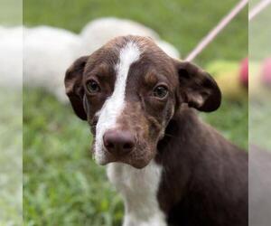 Labrenees Dogs for adoption in Yardley, PA, USA