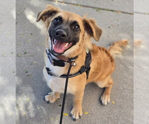 Medium Photo #2 Cocker Spaniel-German Shepherd Dog Mix Puppy For Sale in Lakewood, CO, USA