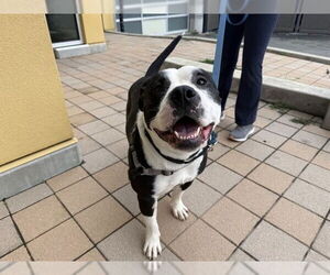 American Pit Bull Terrier Dogs for adoption in Berkeley , CA, USA
