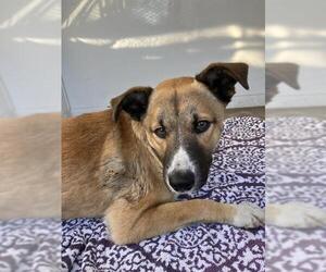 German Shepherd Dog-Unknown Mix Dogs for adoption in Stockton, CA, USA