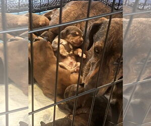Plott Hound-Unknown Mix Dogs for adoption in New Orleans, LA, USA