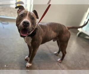 American Staffordshire Terrier Dogs for adoption in Tavares, FL, USA