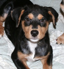 Medium Photo #1 Australian Shepherd-Rottweiler Mix Puppy For Sale in Raytown, MO, USA
