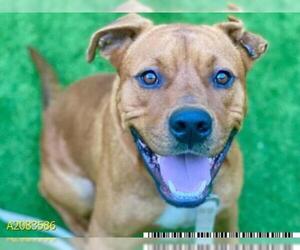 Redbone Coonhound Dogs for adoption in West Palm Beach, FL, USA
