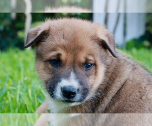 Mutt Dogs for adoption in Lake Forest, CA, USA