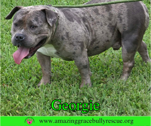 Bulldog Dogs for adoption in Milton, FL, USA