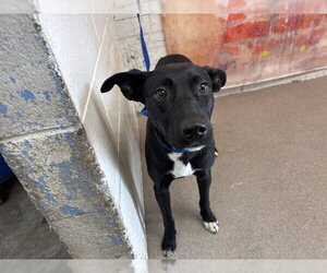 Labrador Retriever-Unknown Mix Dogs for adoption in San Bernardino, CA, USA
