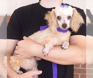 Poodle (Miniature) Dogs for adoption in Carrollton, TX, USA