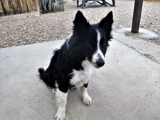 Border Collie Dogs for adoption in Diamondville, WY, USA