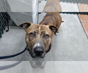 Mutt Dogs for adoption in Downey, CA, USA