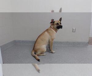 American Pit Bull Terrier-Unknown Mix Dogs for adoption in Pasadena, TX, USA