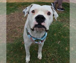 American Staffordshire Terrier-Unknown Mix Dogs for adoption in San Antonio, TX, USA