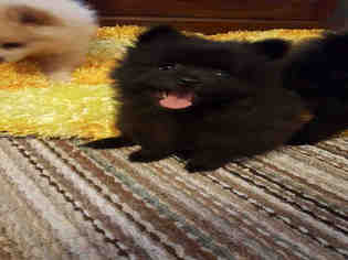 Medium Photo #1 Pomeranian-Unknown Mix Puppy For Sale in Plano, TX, USA