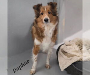 Mutt Dogs for adoption in Dublin, OH, USA