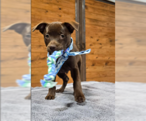 Labrador Retriever-Unknown Mix Dogs for adoption in McKinney, TX, USA