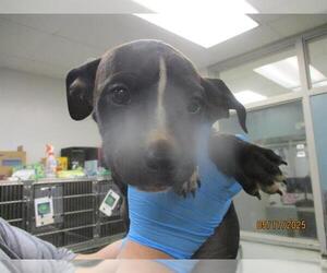 American Pit Bull Terrier-Unknown Mix Dogs for adoption in Oklahoma City, OK, USA