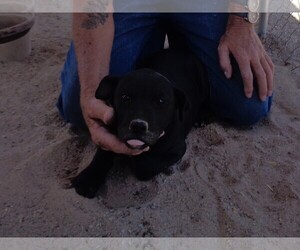 Small Labrador Retriever Mix