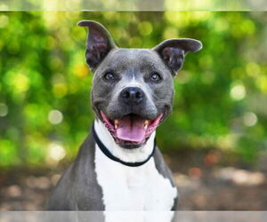 American Staffordshire Terrier-Unknown Mix Dogs for adoption in Tavares, FL, USA