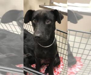 Labrador Retriever Dogs for adoption in Conroe, TX, USA