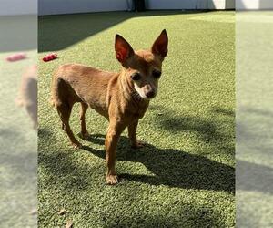 Chihuahua Dogs for adoption in San Martin, CA, USA