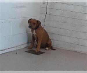 Labrador Retriever-Rhodesian Ridgeback Mix Dogs for adoption in San Bernardino, CA, USA