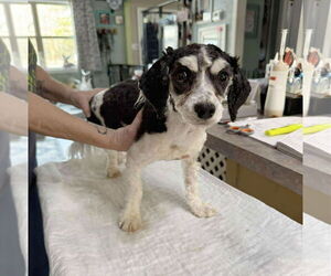 Havanese Dogs for adoption in Benton, LA, USA