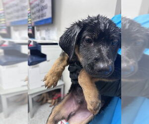 Labrador Retriever-Unknown Mix Dogs for adoption in Pasadena, TX, USA