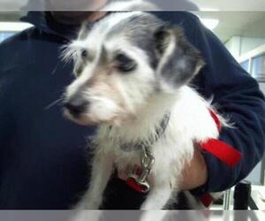 Medium Photo #1 Parson Russell Terrier Puppy For Sale in Charlotte, NC, USA
