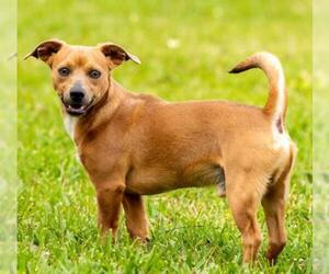Chiweenie Dogs for adoption in Redmond, WA, USA