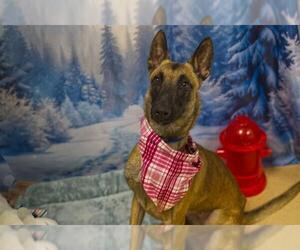 Mutt Dogs for adoption in Placerville, CA, USA