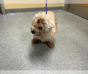 Poodle (Miniature) Dogs for adoption in Orange, CA, USA
