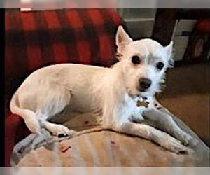 Chihuahua-Unknown Mix Dogs for adoption in Mount Airy, NC, USA