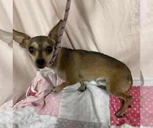 Chihuahua-Unknown Mix Dogs for adoption in Modesto, CA, USA