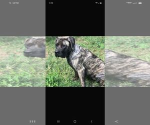Medium Photo #1 Mastiff Puppy For Sale in Drexel, MO, USA