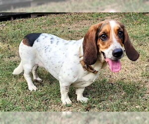 Basset Hound Dogs for adoption in Deepwater, NJ, USA