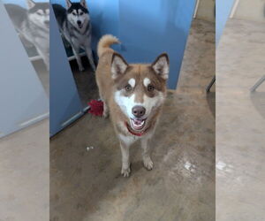 Siberian Husky-Unknown Mix Dogs for adoption in Chinook, MT, USA