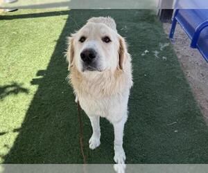 Great Pyrenees-Unknown Mix Dogs for adoption in HESPERIA, CA, USA