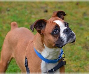 Boxer Dogs for adoption in Stanwood, WA, USA