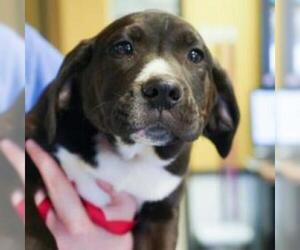 Catahoula Leopard Dog Dogs for adoption in Woodside, NY, USA