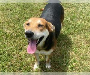 Shollie Dogs for adoption in Sugar Land, TX, USA