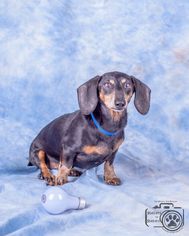 Dachshund Dogs for adoption in Colorado Springs, CO, USA