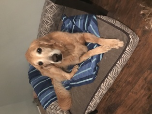 Golden Retriever Dogs for adoption in Custer, WA, USA