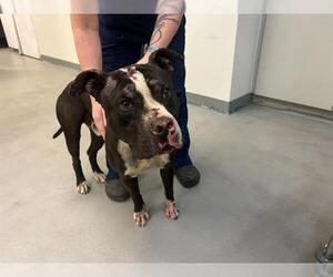 American Pit Bull Terrier-Unknown Mix Dogs for adoption in Charlotte, NC, USA