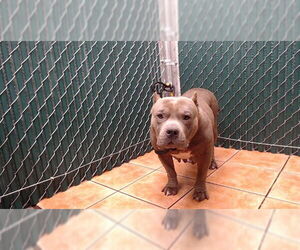 Mutt Dogs for adoption in Downey, CA, USA