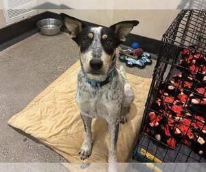 Mutt Dogs for adoption in Redwood City, CA, USA