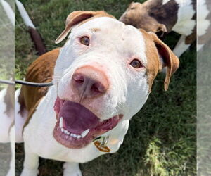 Mutt Dogs for adoption in Canton, CT, USA