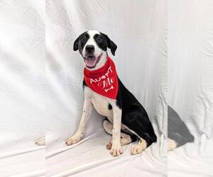 Mutt Dogs for adoption in Pottstown, PA, USA