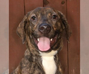 Harrier-Mountain Cur Mix Dogs for adoption in Oakland Park, FL, USA
