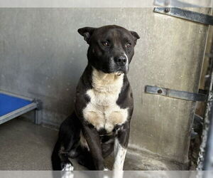 American Pit Bull Terrier-Unknown Mix Dogs for adoption in San Bernardino, CA, USA