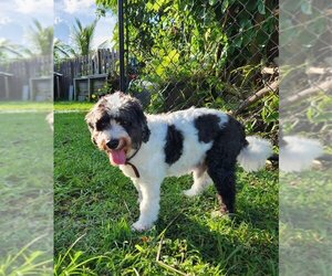 Shih-Poo Dogs for adoption in west Palm Beach, FL, USA